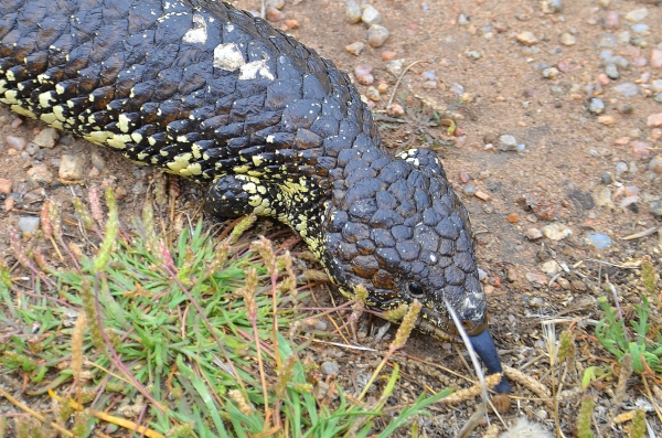 Zdjęcie z Australii - Scynk krótkoogonowy