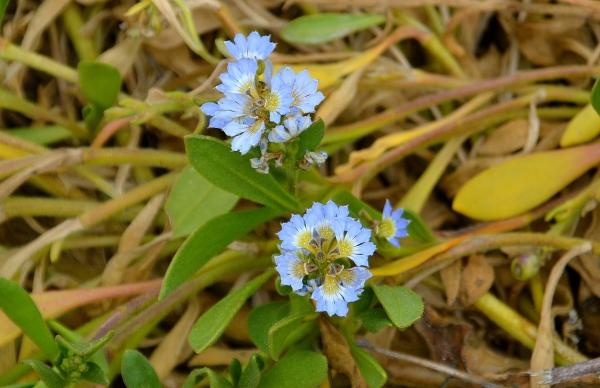 Zdjęcie z Australii - Miejscowa flora