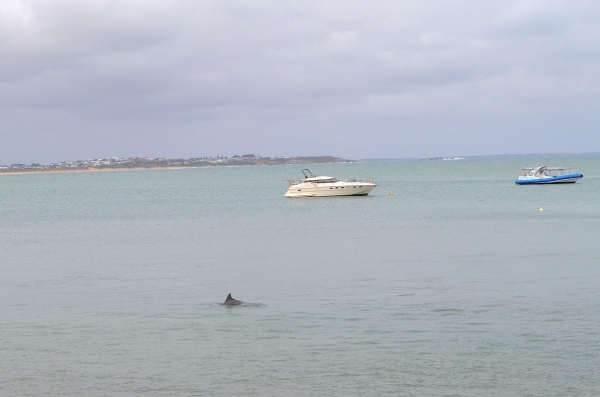 Zdjęcie z Australii - Sa i delfiny! :)