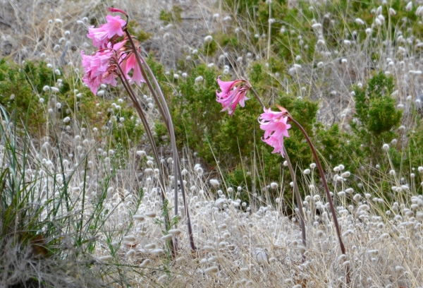 Zdjęcie z Australii - Miejscowa flora