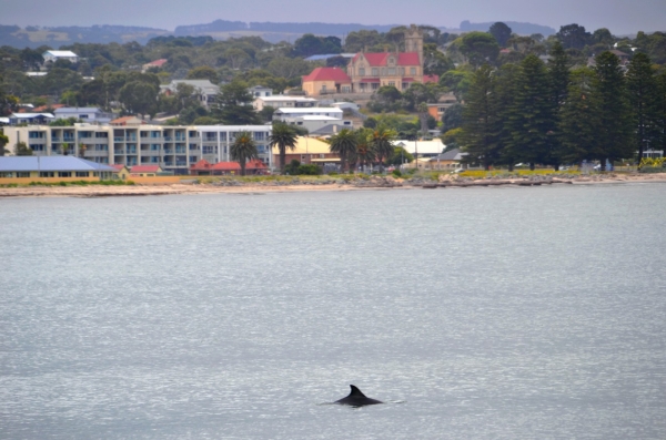 Zdjęcie z Australii - Delfiny przy Granitowej Wyspie