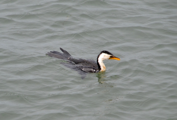 Zdjęcie z Australii - Kormoran srokaty w wodzie