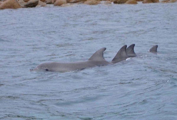 Zdjęcie z Australii - Delfiny przy Granitowej Wyspie