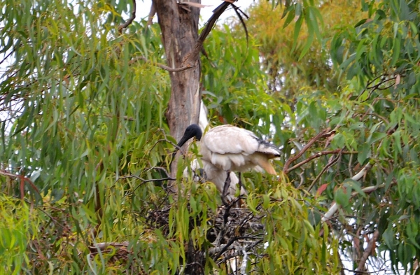 Zdjęcie z Australii - Gniazdo ibisow