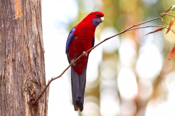 Zdjecie - Australia - Belair NP - ptasia bonanza