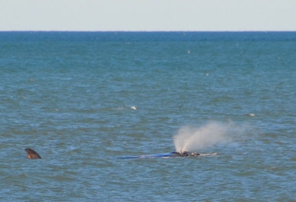 Zdjęcie z Australii - Waleń południowy w zatoce Encounter Bay