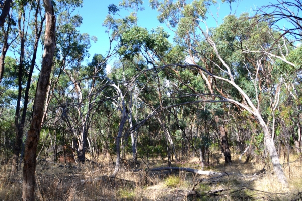 Zdjęcie z Australii - Australijski busz - Tangari Park