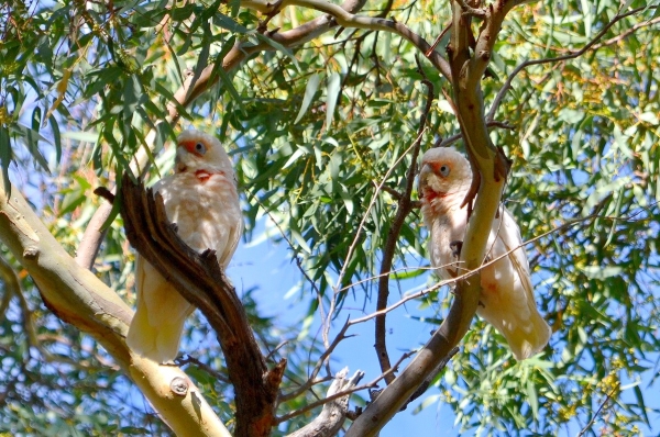 Zdjęcie z Australii - Kakadu sinookie