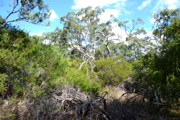 Zdjęcie z Australii - Australijski busz - Tangari Park