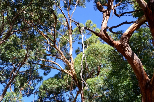 Zdjęcie z Australii - Tangari Park