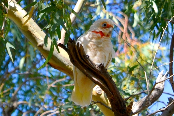 Zdjęcie z Australii - Kakadu sinooka