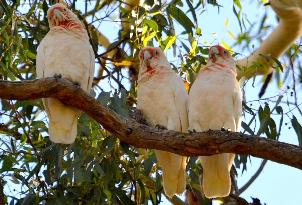 Zdjęcie z Australii - Kakadu sinookie