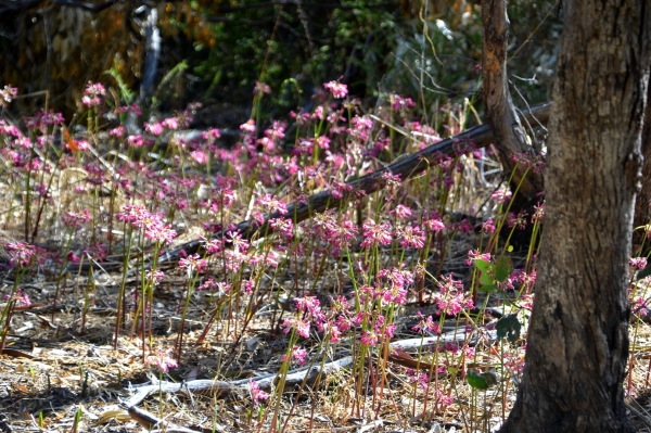 Zdjęcie z Australii - Flora