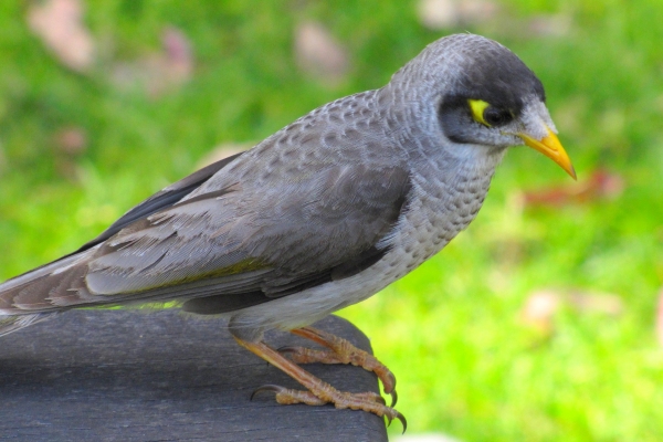 Zdjęcie z Australii - Miodożer maskowy czyli noisy miner