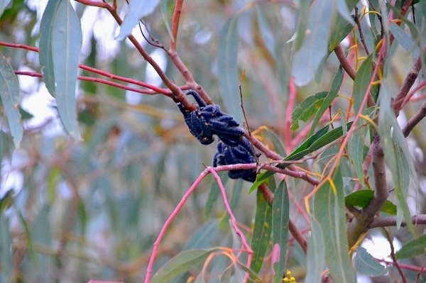 Zdjęcie z Australii - Larwy much "spitfire"