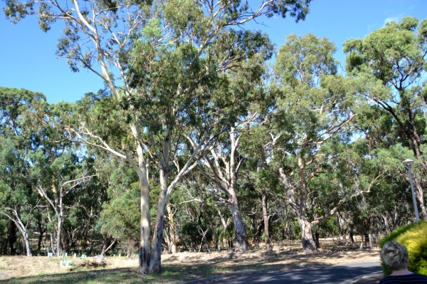 Zdjęcie z Australii - Park Tangari