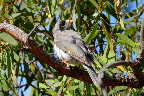 Zdjęcie z Australii - Miodożer maskowy czyli noisy miner