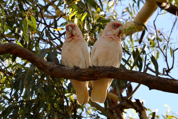 Zdjęcie z Australii - Kakadu sinookie