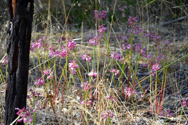 Zdjęcie z Australii - Kwitnaca flora