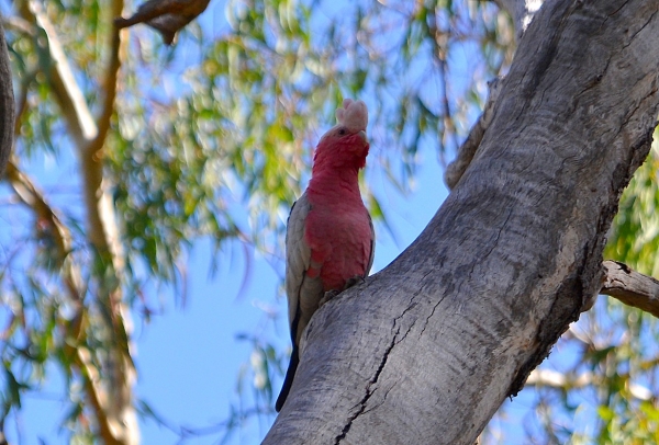 Zdjęcie z Australii - Kakadu różowa