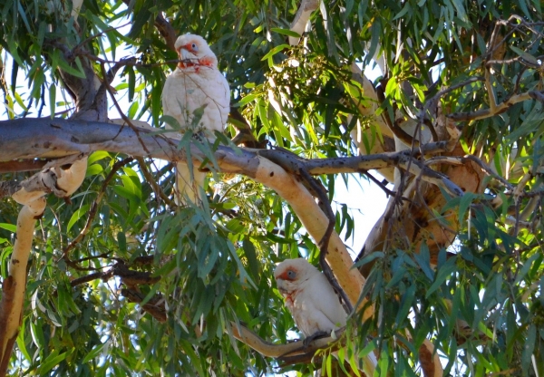 Zdjęcie z Australii - Kakadu sinookie