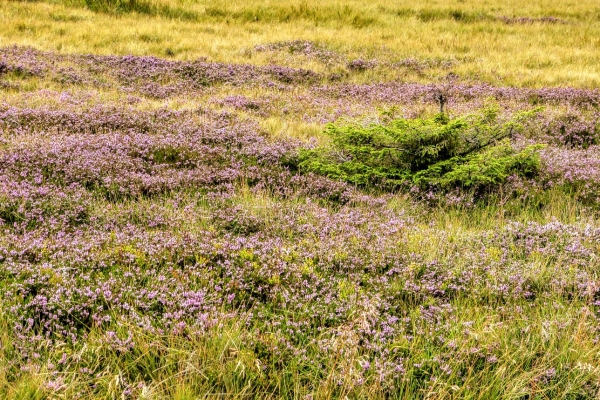 Zdjęcie z Polski - karkonoskie wrzosowiska...