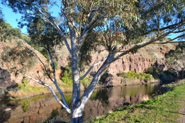 Zdjęcie z Australii - Rzeka Onkaparinga w Old Noarlunga