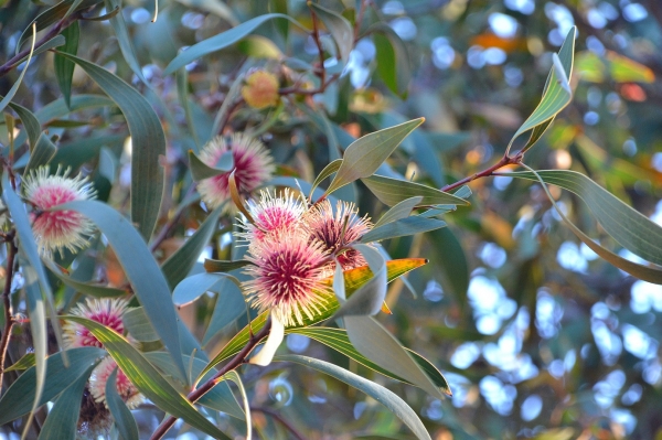 Zdjęcie z Australii - Kwitnie hakea