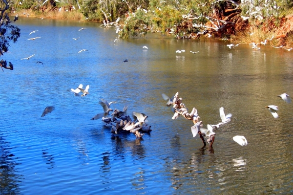 Zdjęcie z Australii - Kakadu sinookie na rzece Onkaparinga