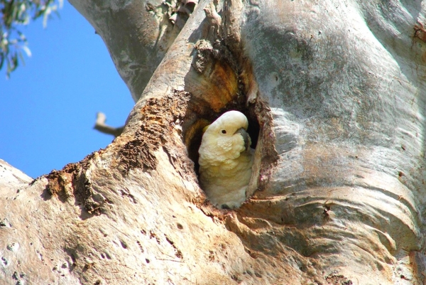 Zdjęcie z Australii - Gniazdo kakadu zoltoczubej