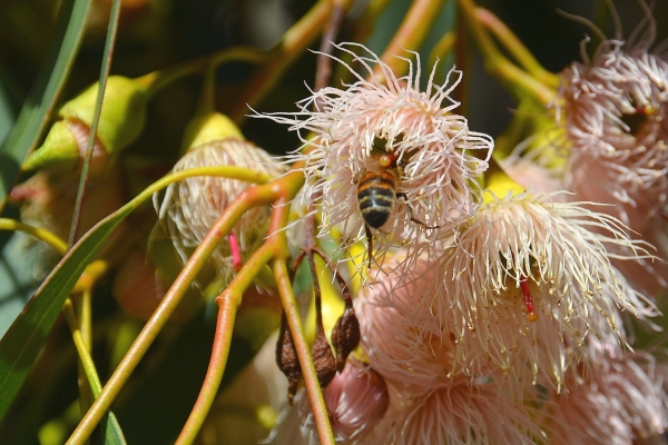 Zdjęcie z Australii - Fauna i flora 