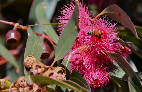 Zdjęcie z Australii - Fauna i flora 