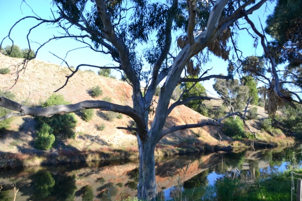 Zdjęcie z Australii - Rzeka Onkaparinga w Old Noarlunga