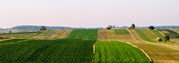 Zdjęcie z Polski - roztoczańskie pola....