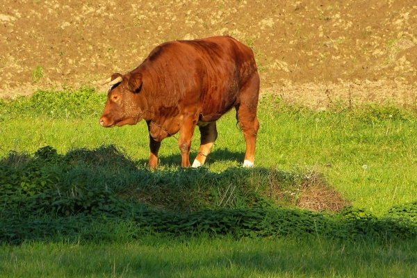 Zdjęcie z Polski - ale z tyłu za chatką - żywy byk! :)