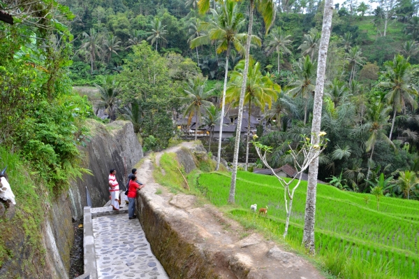 Zdjęcie z Indonezji - Schodzimy, w dole widac dachy swiatyni Pura Gunung Kawi