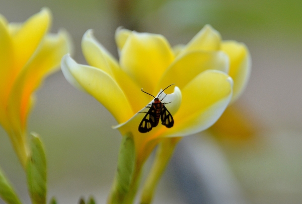 Zdjęcie z Indonezji - Fauna i flora 