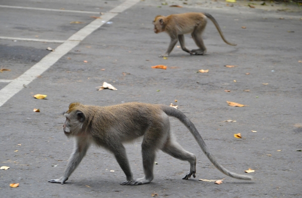 Zdjęcie z Indonezji - Jak Ubud to i obowiazkowo makaki - cwaniaczki