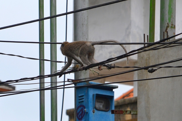 Zdjęcie z Indonezji - Elektryka prąd nie tyka :)