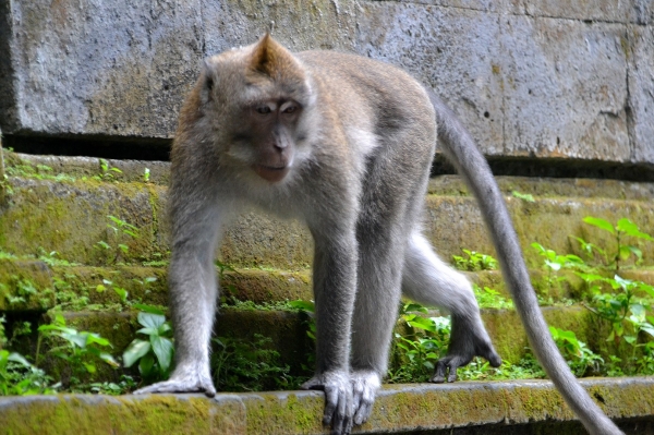 Zdjęcie z Indonezji - W Ubud trzeba czujnym byc :)