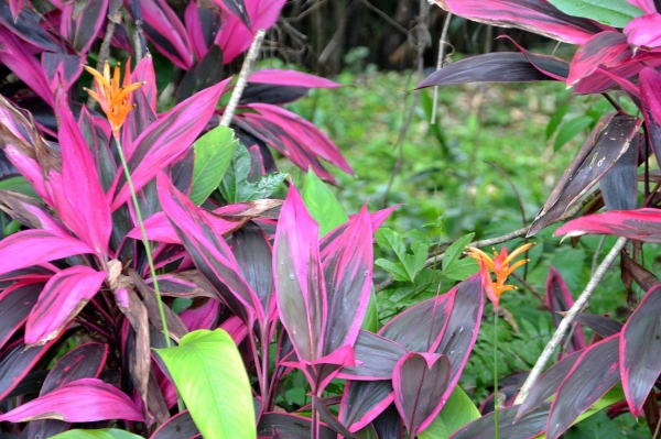 Zdjęcie z Indonezji - Tropikalna flora