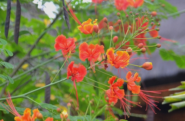 Zdjęcie z Indonezji - Tropikalna flora