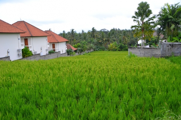 Zdjęcie z Indonezji - W drodze powrotnej do Sanur