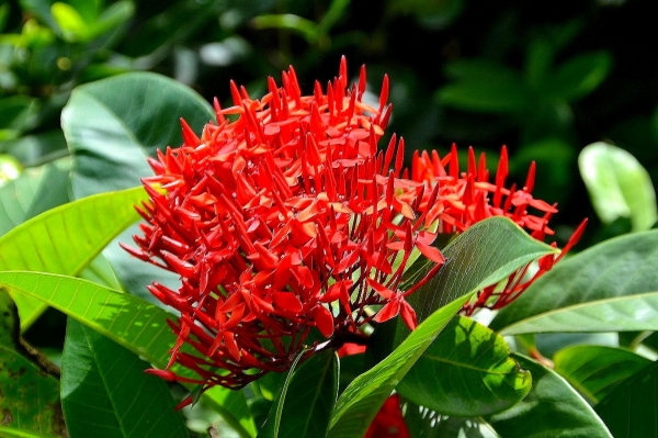 Zdjęcie z Indonezji - Tropikalna flora