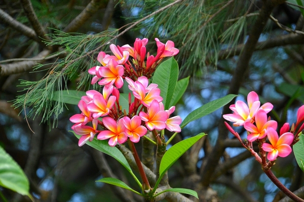 Zdjęcie z Indonezji - Tropikalna flora