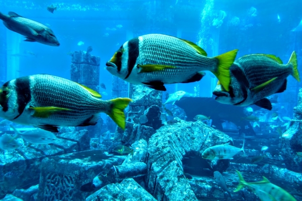 Zdjęcie z Zjednoczonych Emiratów Arabskich - nie wiadomo co ładniejsze: te ruiny czy jednak rybki:))