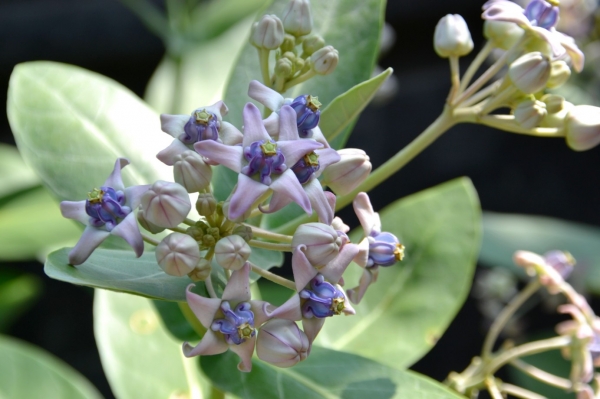 Zdjęcie z Indonezji - Piekna flora