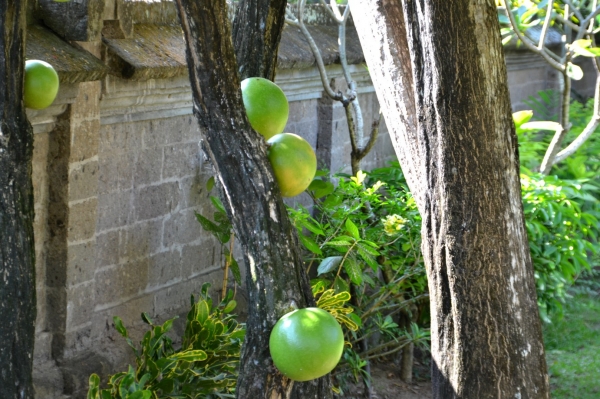 Zdjęcie z Indonezji - Ciekawa flora