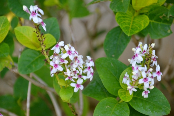 Zdjęcie z Indonezji - Tropikalna flora