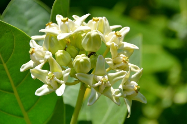 Zdjęcie z Indonezji - Ciekawa flora...i fauna :)